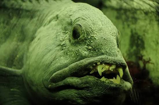 Atlantic Wolffish